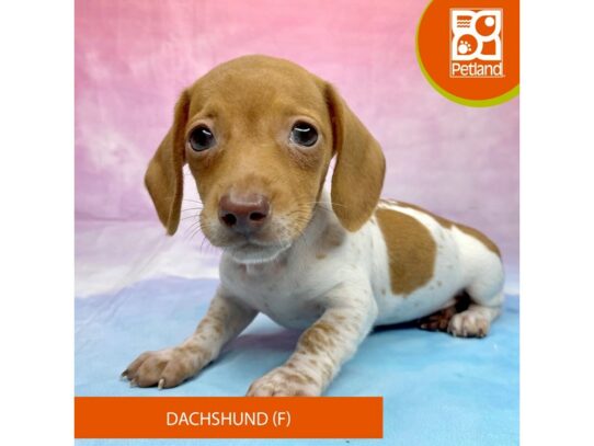 [#3307] White / Brown Female Dachshund Puppies for Sale