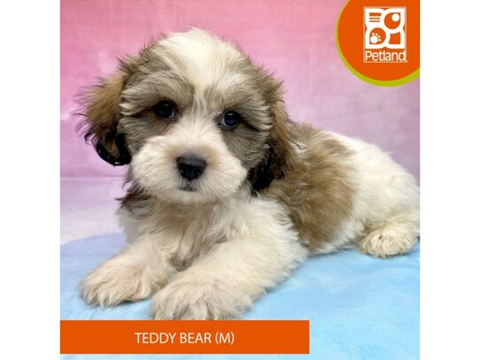 [#3305] Brindle / White Male Teddy Bear Puppies for Sale