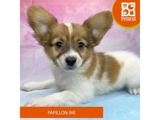 [#3304] Sable / White Male Papillon Puppies for Sale