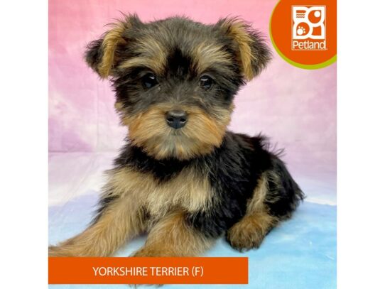 [#3301] Black / Tan Female Yorkshire Terrier Puppies for Sale