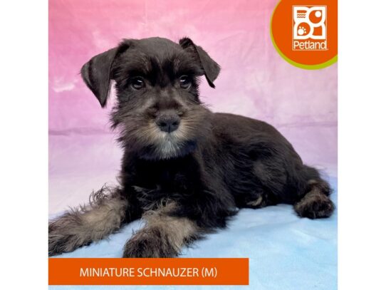 [#3265] Black Male Miniature Schnauzer Puppies for Sale