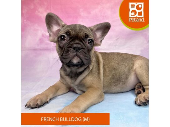 [#3302] Fawn Male French Bulldog Puppies for Sale