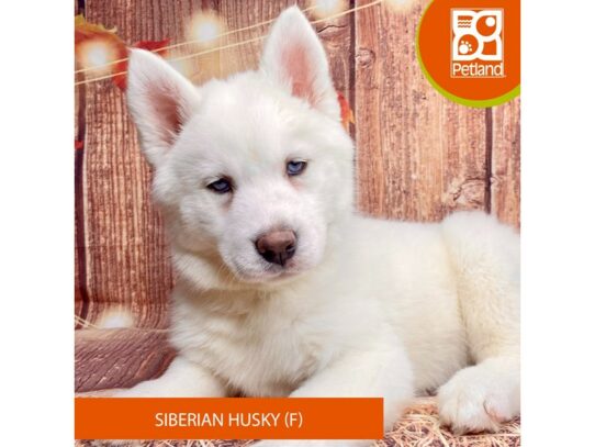 [#3341] White Female Siberian Husky Puppies for Sale