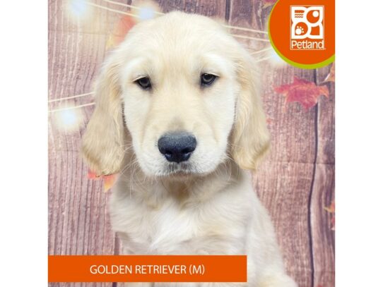 [#3355] Golden Male Golden Retriever Puppies for Sale
