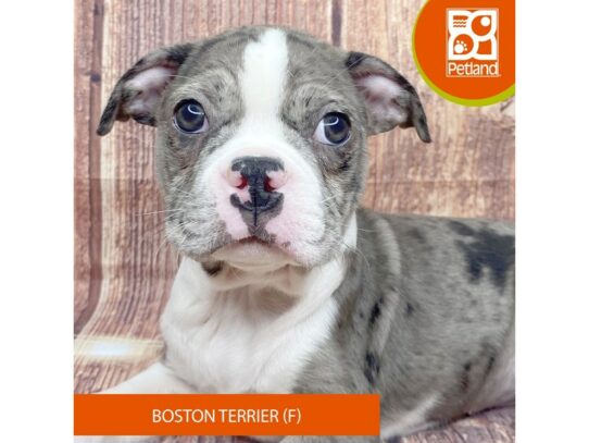 [#3353] Blue Merle Female Boston Terrier Puppies for Sale