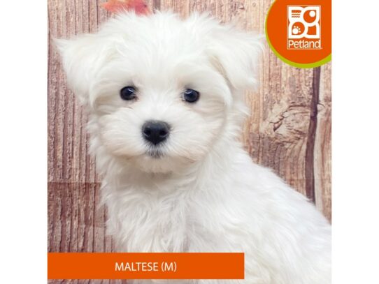 [#3352] White Male Maltese Puppies for Sale