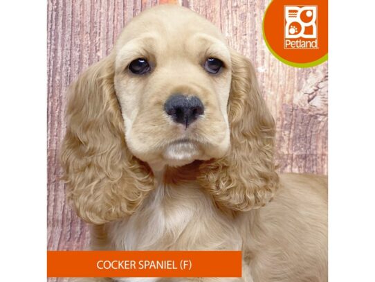 [#3351] Buff Female Cocker Spaniel Puppies for Sale