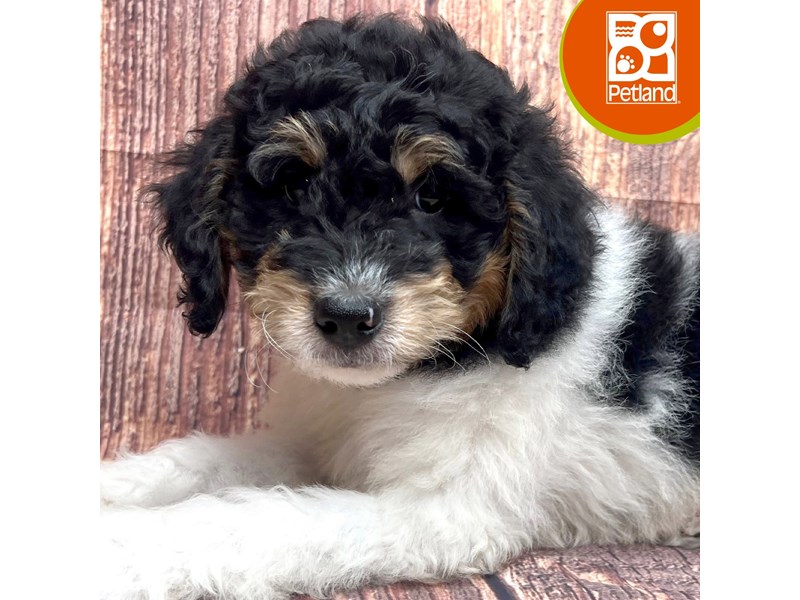 Bernedoodle Mini 2nd Gen - 3333 Image #1