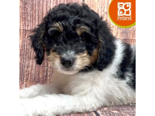[#3333] Black / White Male Bernedoodle Mini 2nd Gen Puppies for Sale