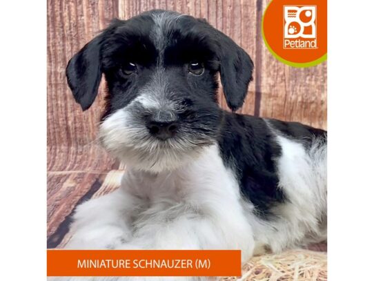 [#3344] Black / White Male Miniature Schnauzer Puppies for Sale