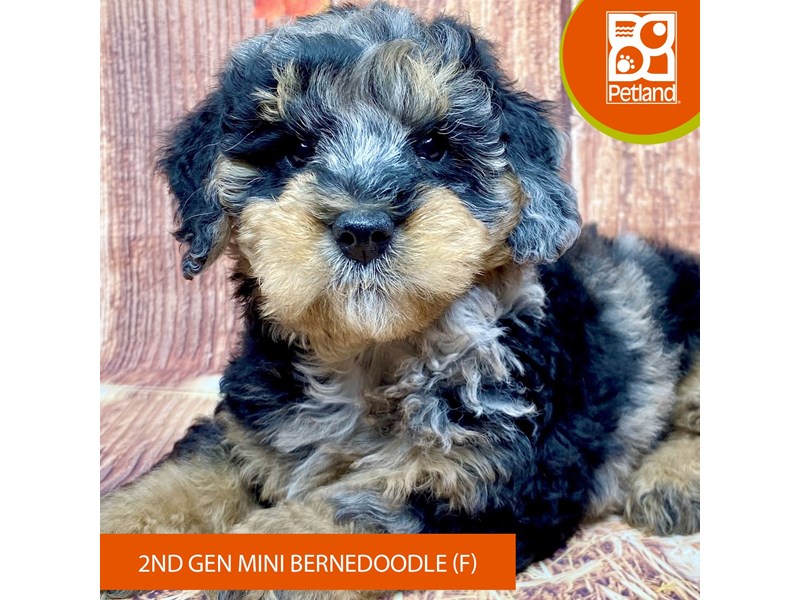 Bernedoodle Mini 2nd Gen - 3350 Image #1