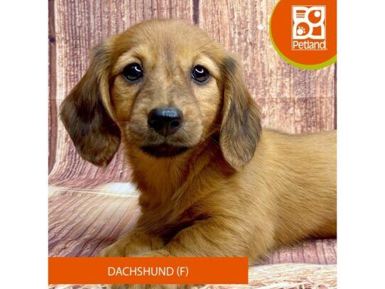 [#3346] Tan Female Dachshund Puppies for Sale