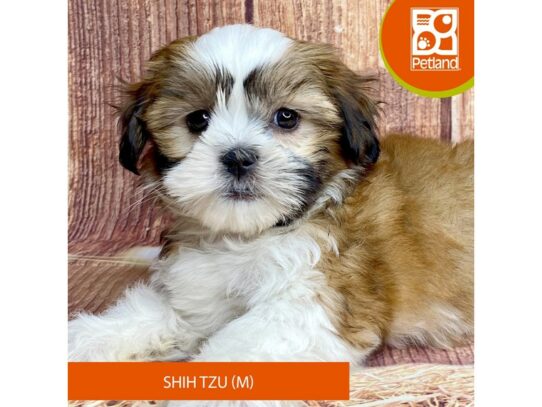 [#3347] Brown / White Male Shih Tzu Puppies for Sale