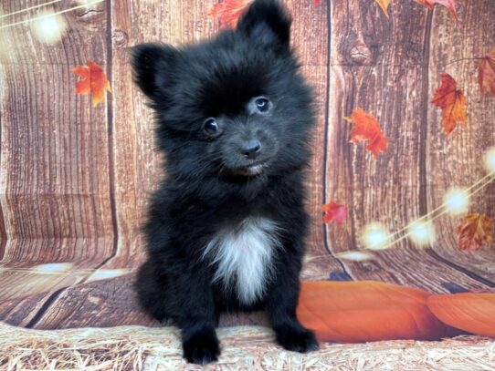 [#3359] Black / White Male Pomeranian Puppies for Sale