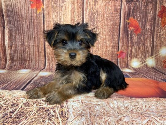 [#3356] Black / Tan Male Yorkshire Terrier Puppies for Sale