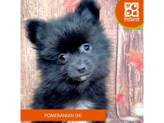 [#3359] Black / White Male Pomeranian Puppies for Sale