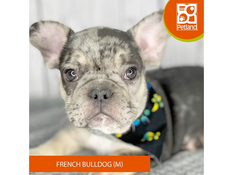 bulldog merle for sale